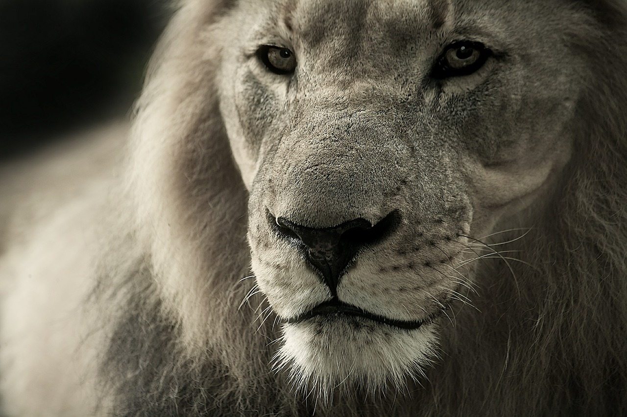 Lion Image